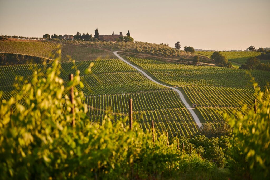 rolling vineyards in Tuscany during golden hour