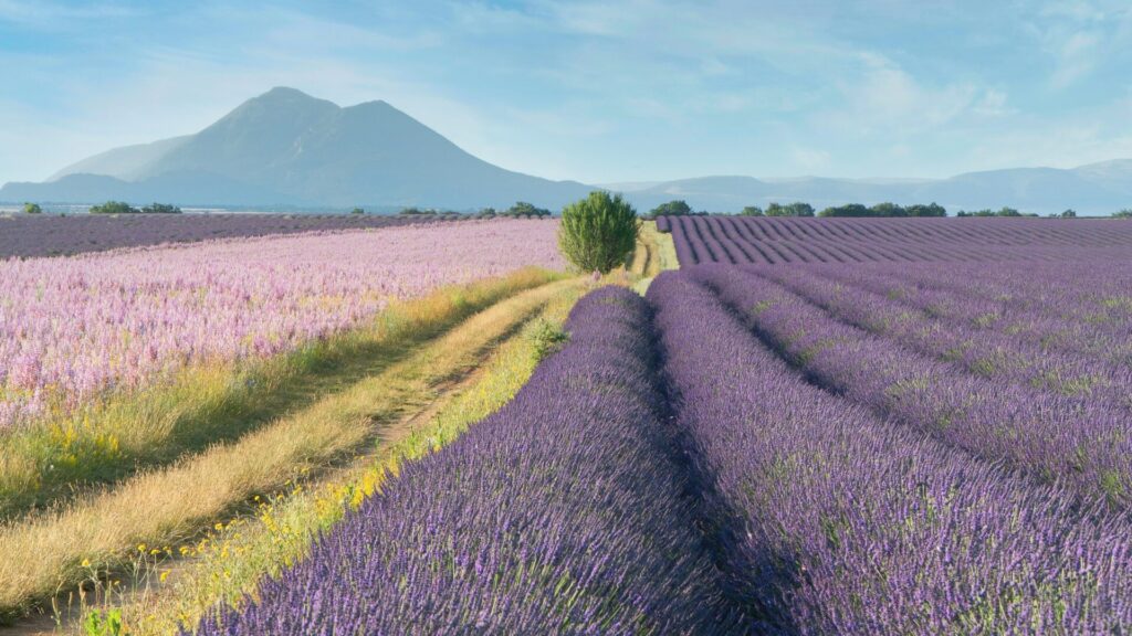lavender fields in Provence